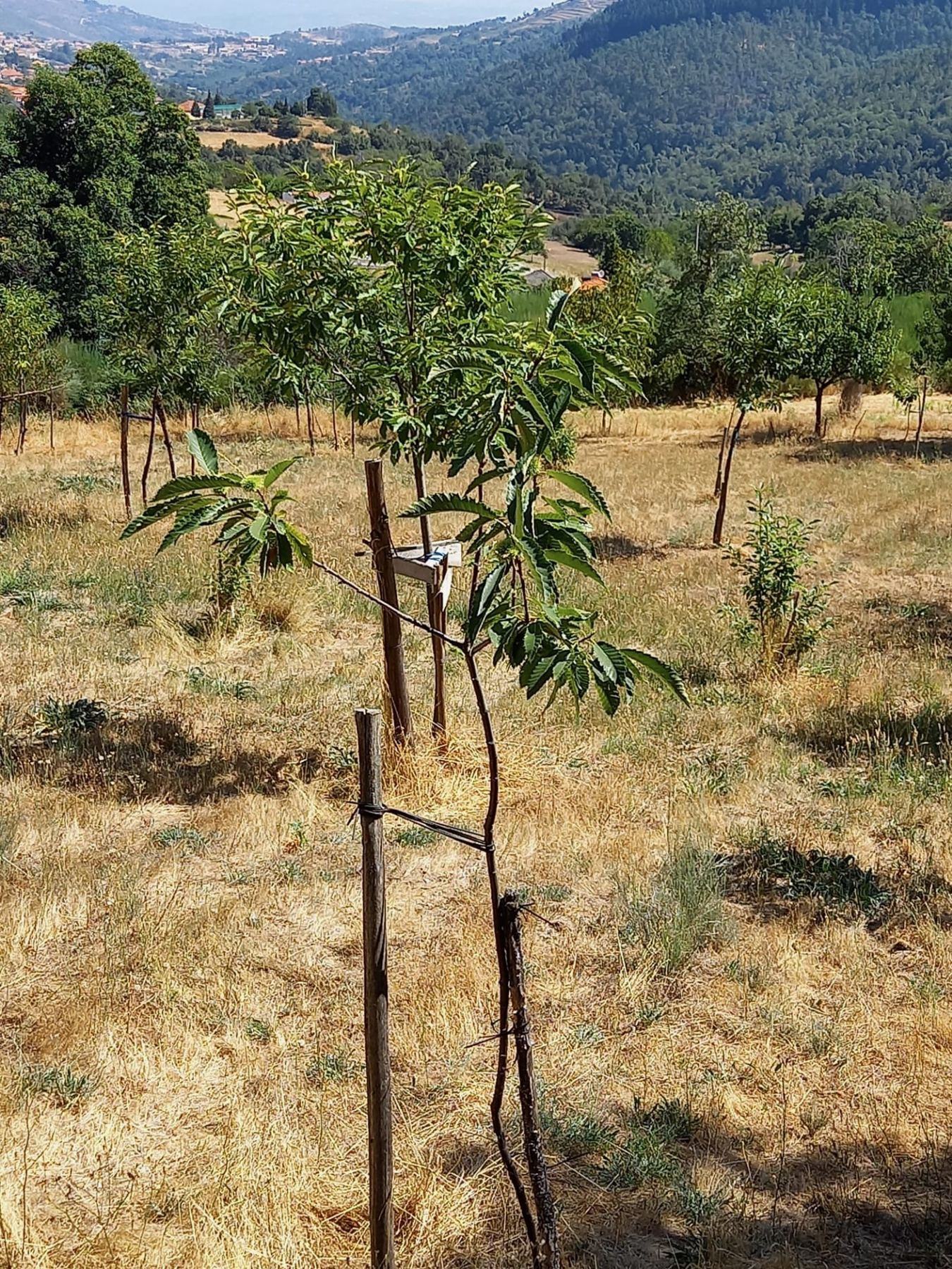 Castanheiros jovens com tutores numa encosta de erva seca